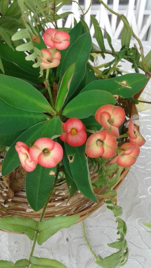 Seychelles Yellow Petals Anse Boileau Ngoại thất bức ảnh