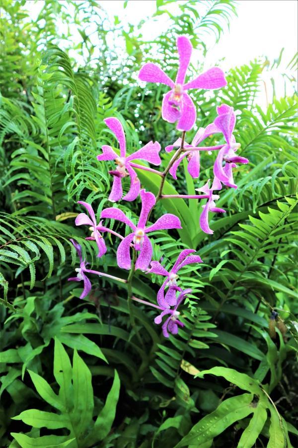 Seychelles Yellow Petals Anse Boileau Ngoại thất bức ảnh