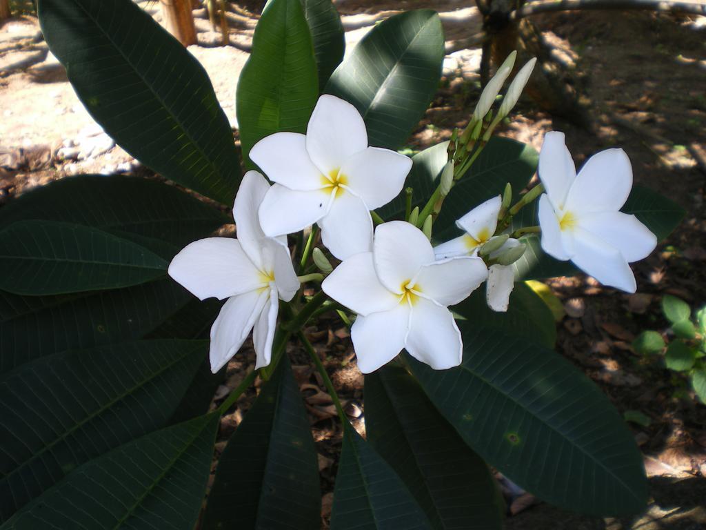Seychelles Yellow Petals Anse Boileau Ngoại thất bức ảnh