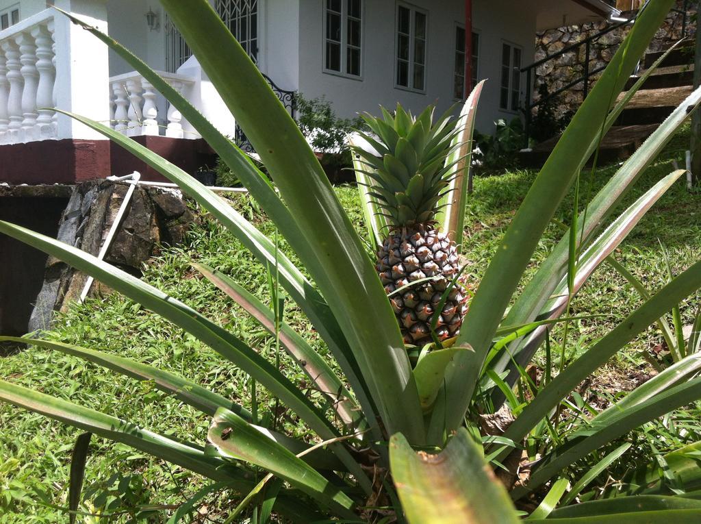 Seychelles Yellow Petals Anse Boileau Ngoại thất bức ảnh