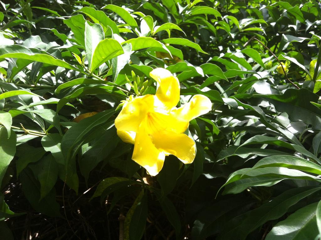 Seychelles Yellow Petals Anse Boileau Ngoại thất bức ảnh